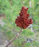 Rhus coriaria. Верхушка ветви с соплодием. Южный берег Крыма, окр. г. Ялта, сосновый лес. 22 ноября 2012 г.