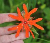 Lychnis fulgens