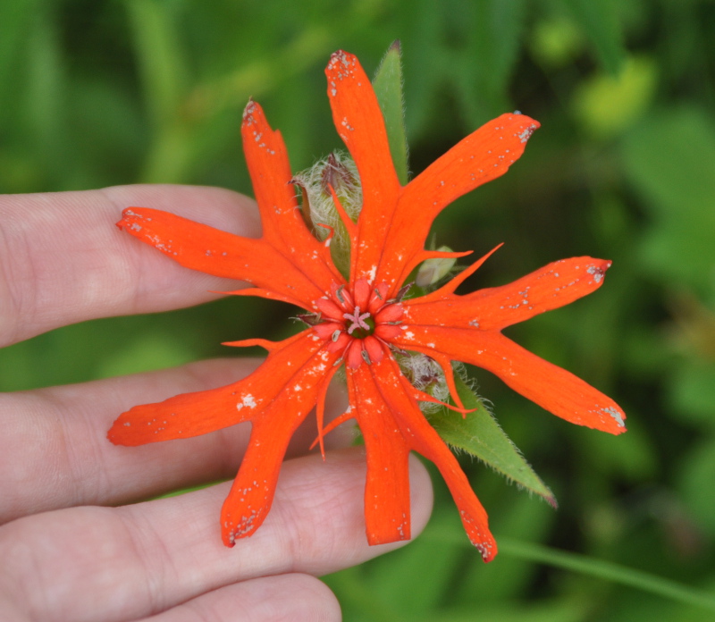 Image of Lychnis fulgens specimen.
