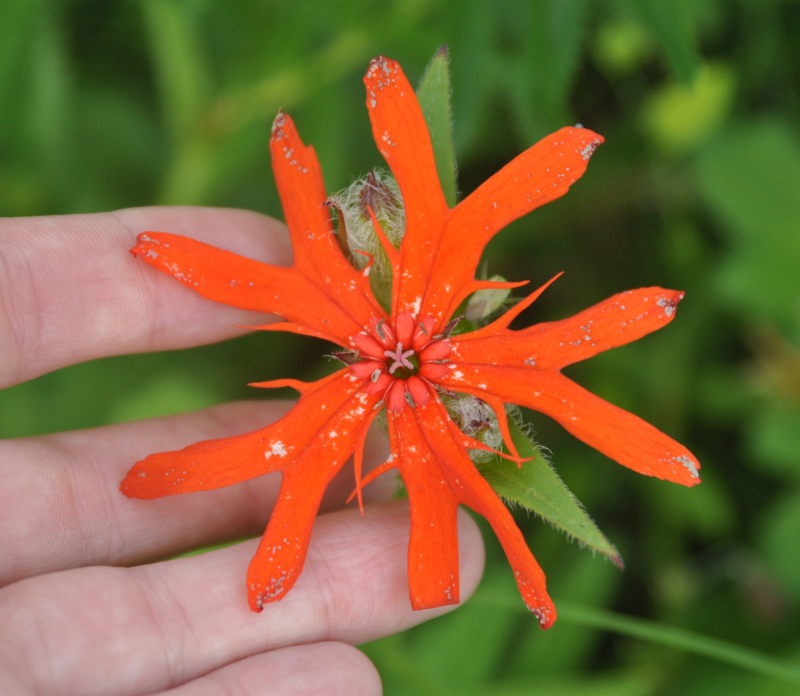 Изображение особи Lychnis fulgens.