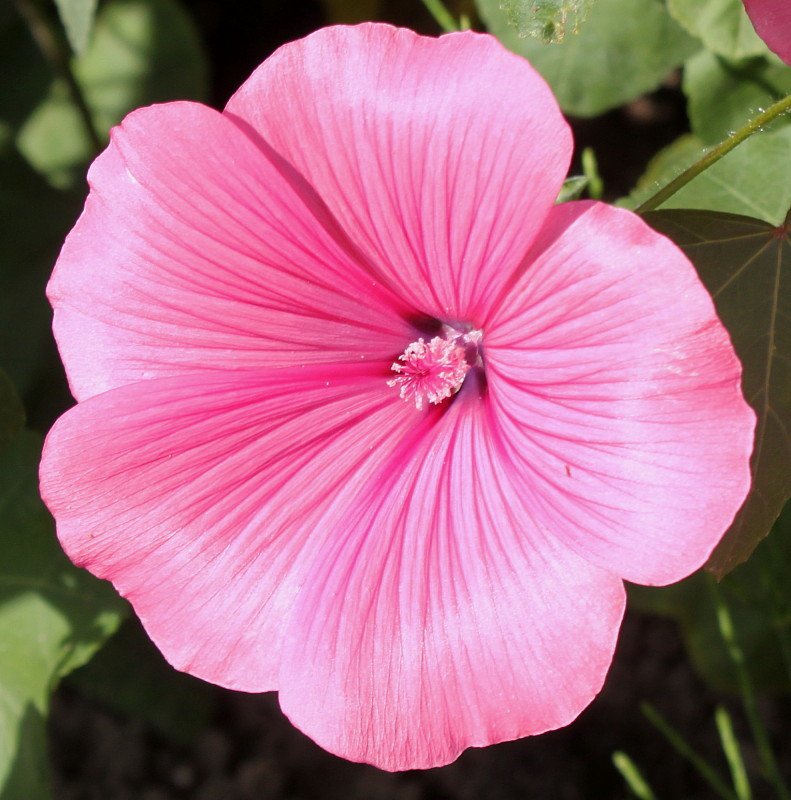 Image of Malva trimestris specimen.