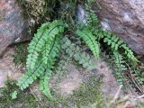 Asplenium trichomanes