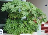 Fatsia japonica. Вегетирующее растение. Италия, Римини, в культуре. 19.06.2010.