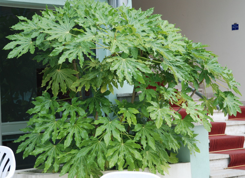 Image of Fatsia japonica specimen.