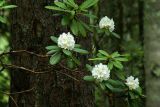 Rhododendron fauriei