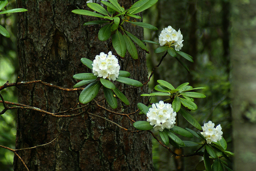 Изображение особи Rhododendron fauriei.