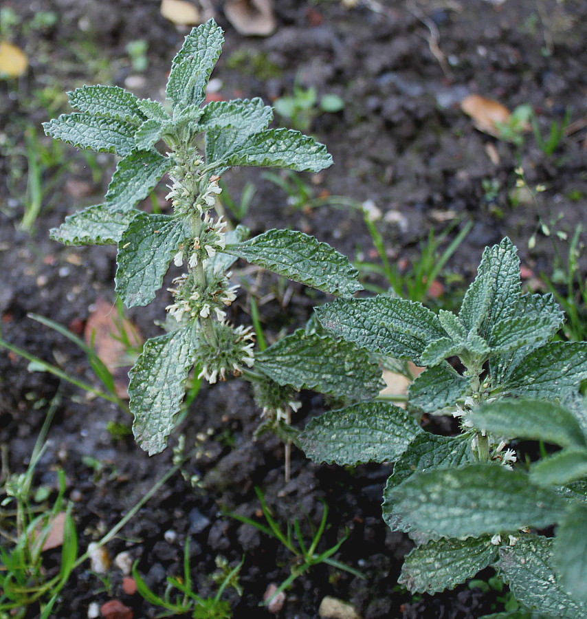 Изображение особи Marrubium vulgare.