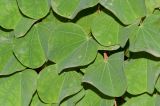 Bauhinia galpinii