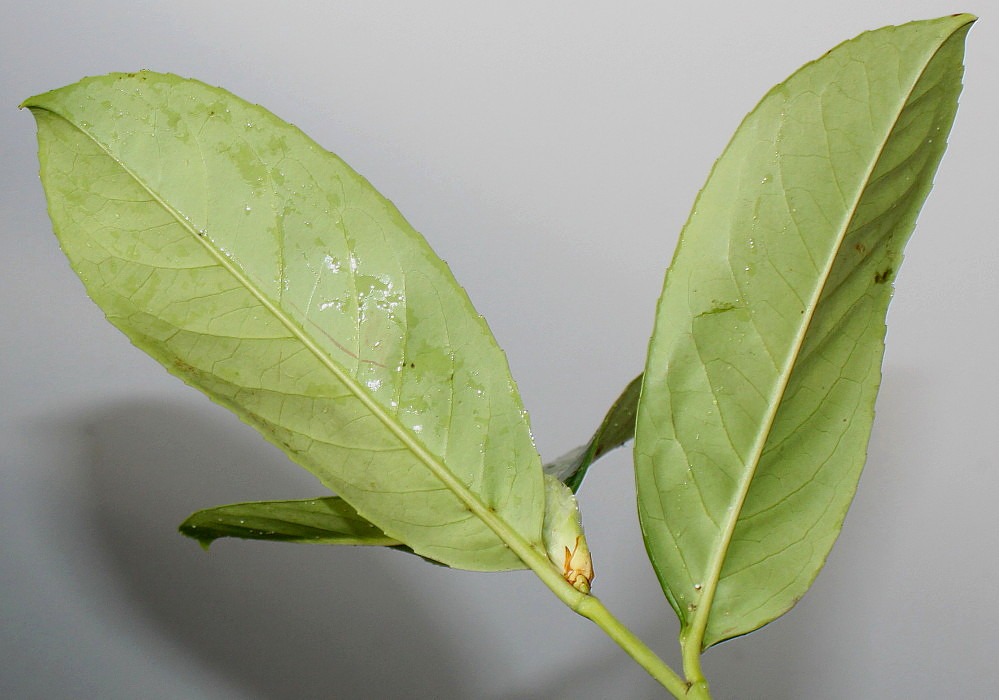 Image of Lauro-cerasus officinalis specimen.