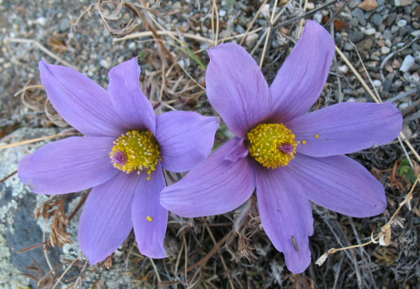 Image of Pulsatilla turczaninovii specimen.
