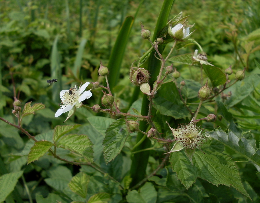 Изображение особи Rubus caesius.