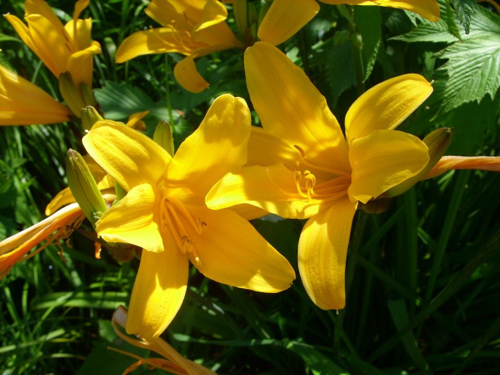 Изображение особи Hemerocallis middendorffii.