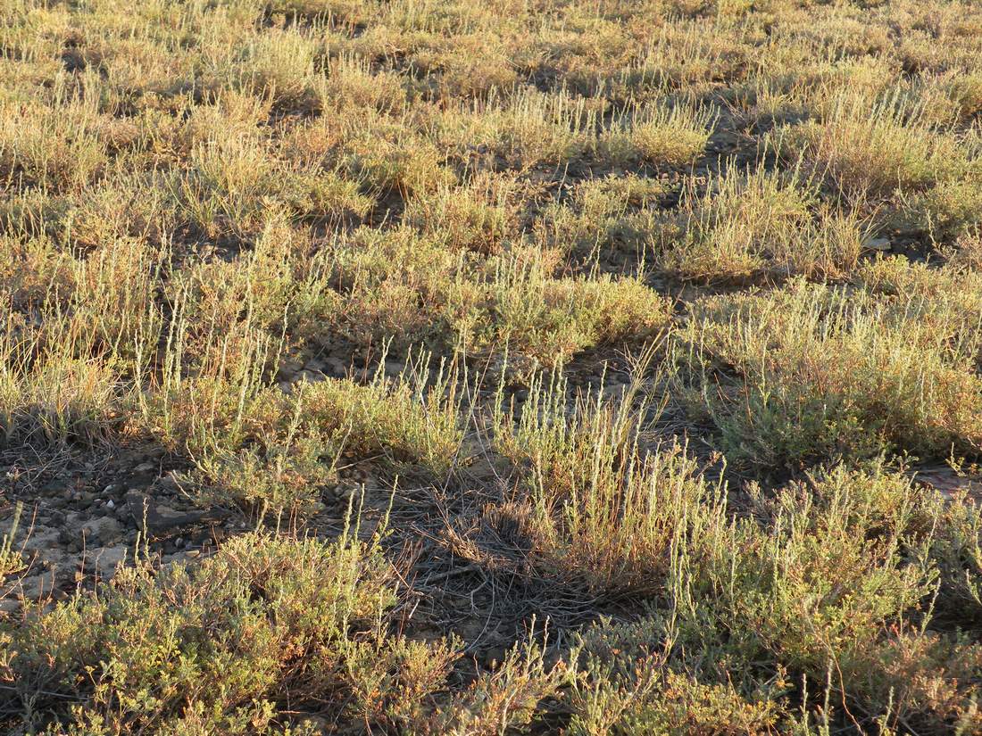 Изображение особи Artemisia pauciflora.
