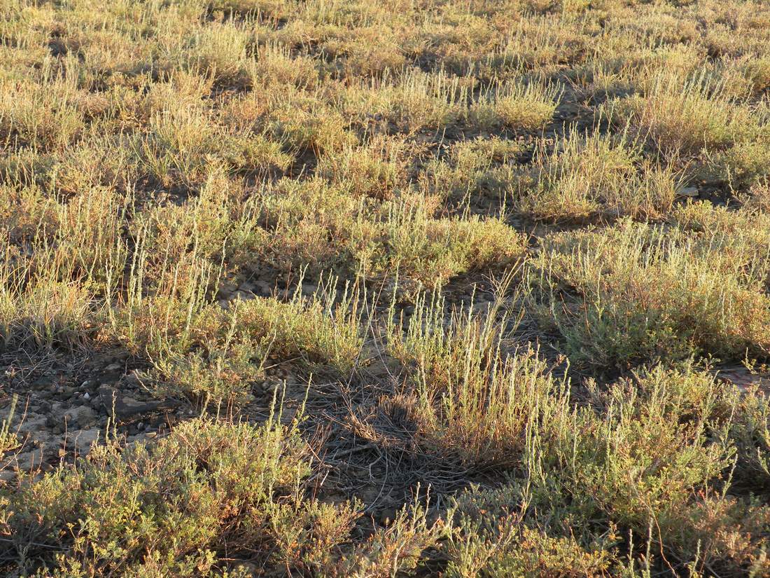 Image of Artemisia pauciflora specimen.