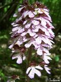 Orchis purpurea