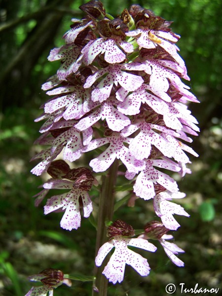 Image of Orchis purpurea specimen.