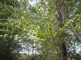 Ulmus pumila. Ветви дерева с плодами и листьями. Тамбовская обл., Петровский р-н, окр. ур. Еропкино. 08.05.2012.