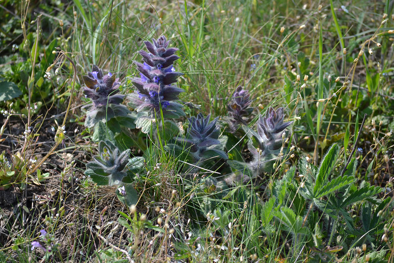 Image of Ajuga orientalis specimen.