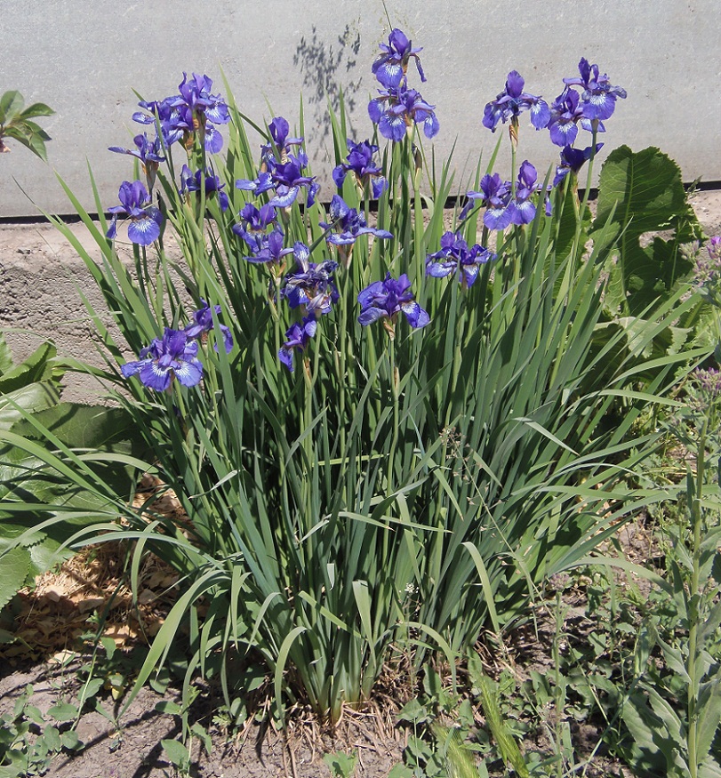 Image of Iris sanguinea specimen.