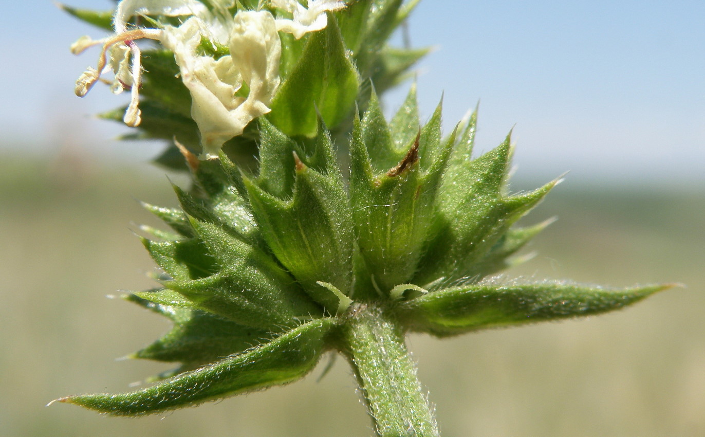 Изображение особи Stachys recta.