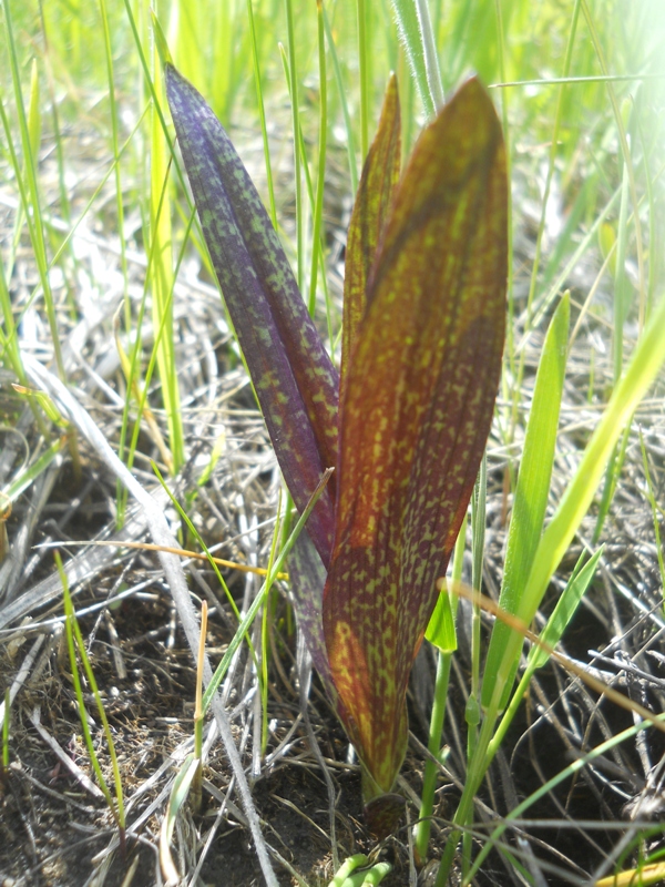 Изображение особи Dactylorhiza incarnata.