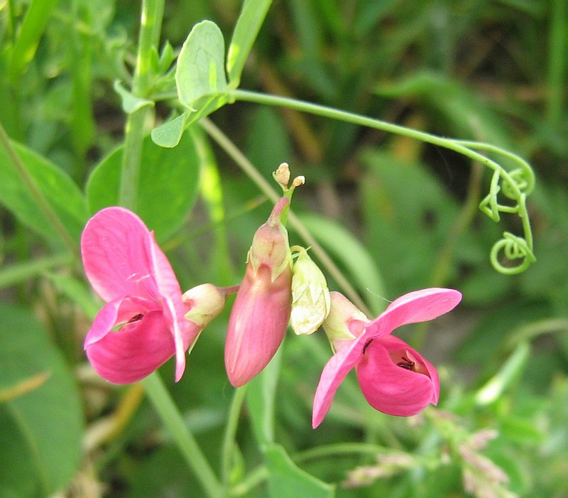 Image of Lathyrus tuberosus specimen.