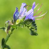 Echium vulgare