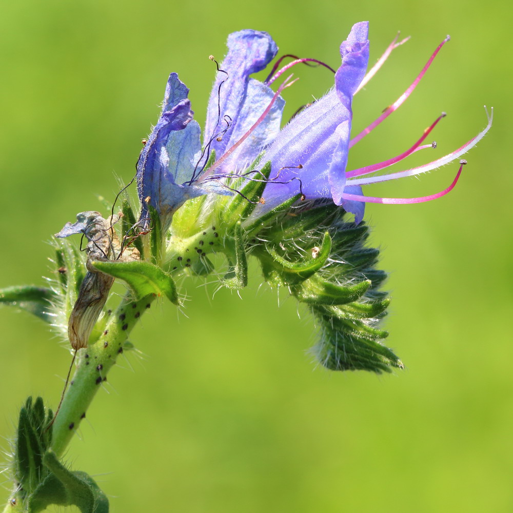 Изображение особи Echium vulgare.