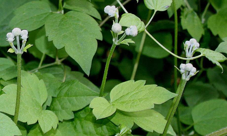 Изображение особи Clematis potaninii.