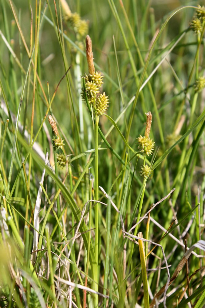 Image of Carex viridula specimen.