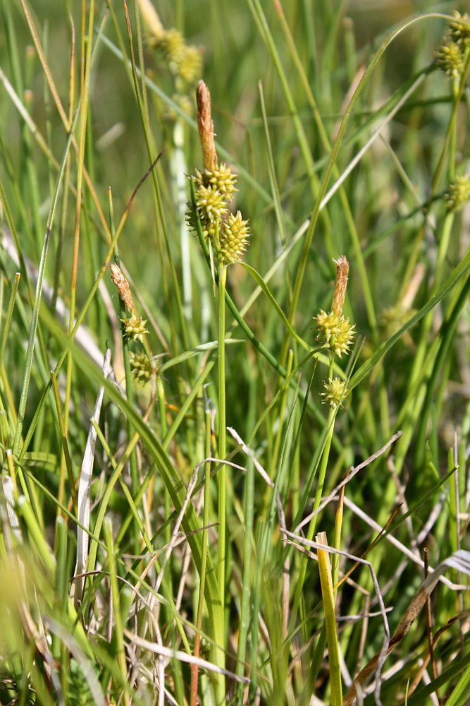 Изображение особи Carex viridula.