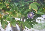род Passiflora. Часть побега цветущего растения. Таиланд, остров Тао (в культуре). 28.06.2013.