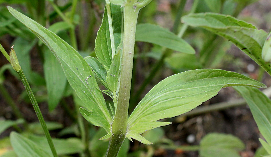 Image of Viola elatior specimen.