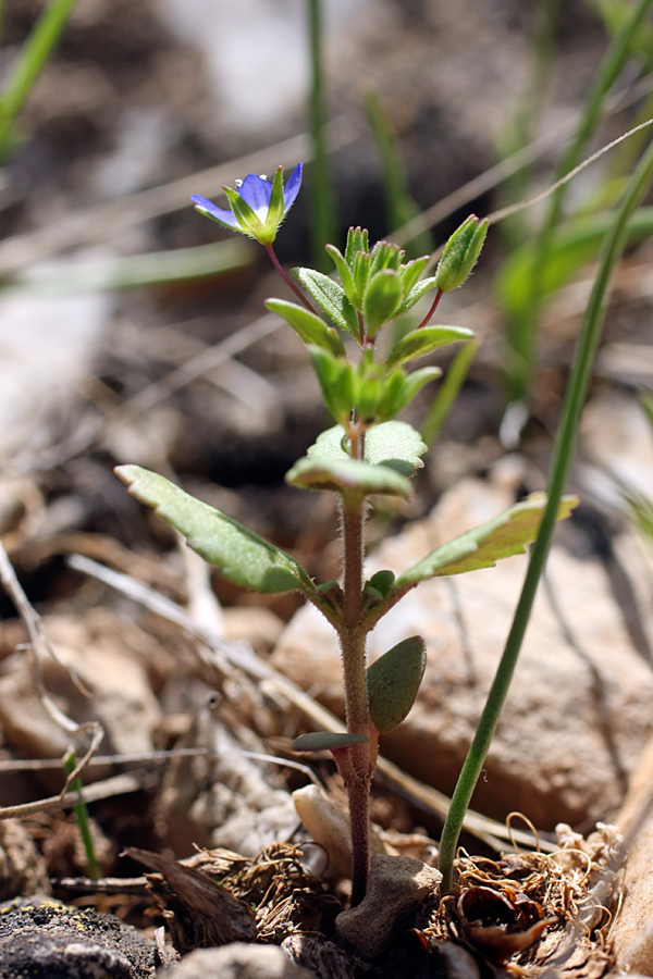 Image of Veronica campylopoda specimen.