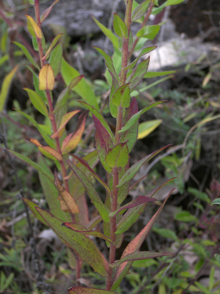 Изображение особи Hieracium virosum.