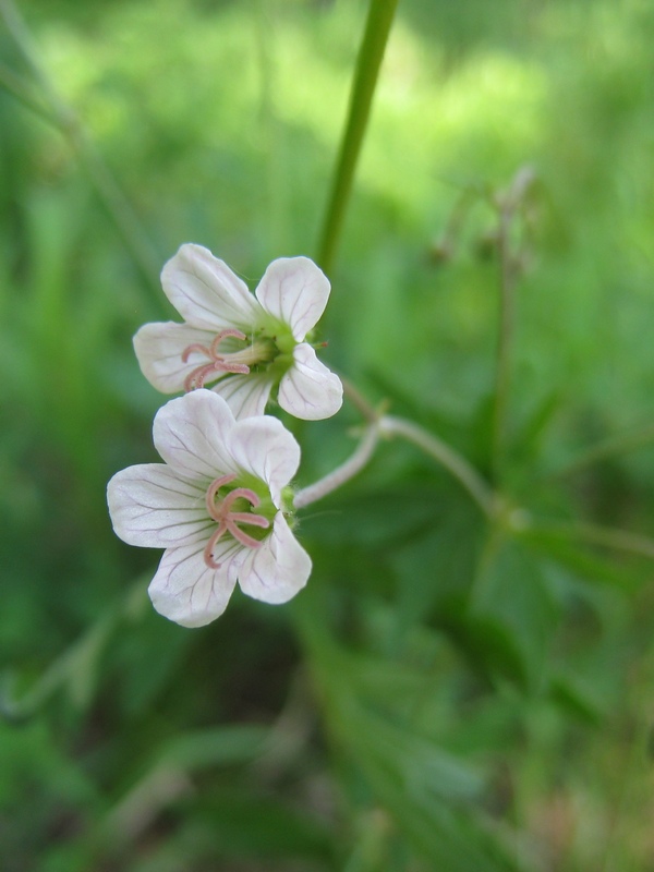Изображение особи Geranium asiaticum.