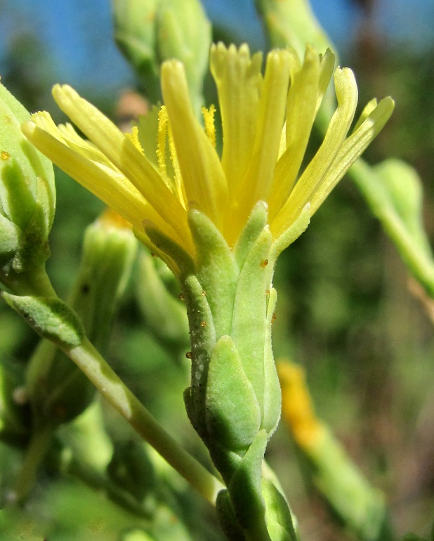 Изображение особи Lactuca sativa.