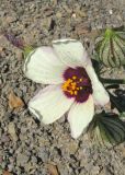 Hibiscus trionum