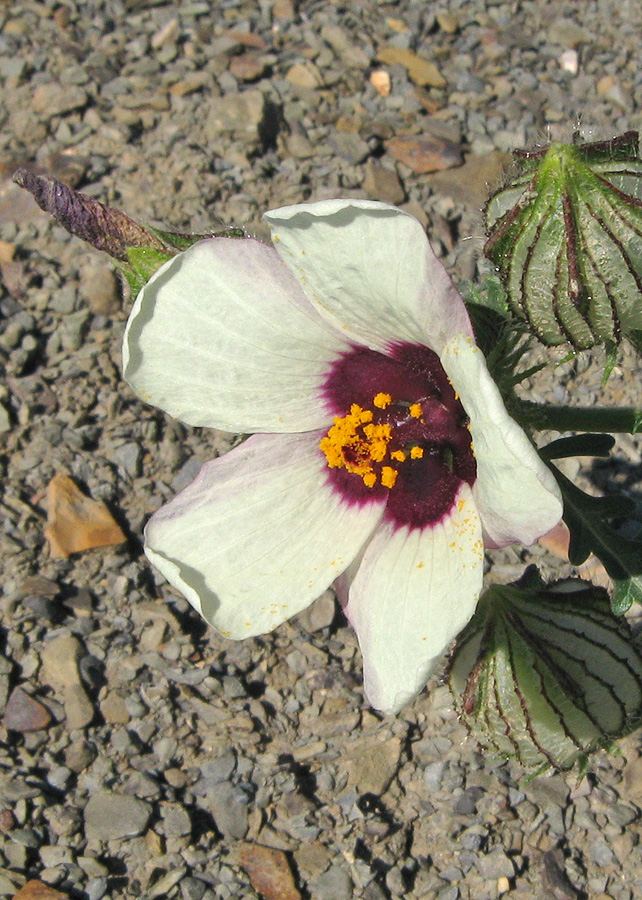 Изображение особи Hibiscus trionum.