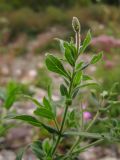 Epilobium villosum. Верхушка побега с бутоном. Краснодарский край, Крымский р-н, окр. станицы Неберджаевская, р. Богого. 17.09.2013.