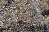 Limonium caspium. Отцветшее растение. Крым, Керченский п-ов, Приазовье, Караларская степь. 21.09.2013.