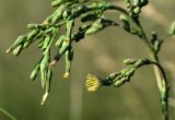 Lactuca serriola. Часть побега с нераскрывшимися, раскрывшимся и отцветшими соцветиями. Московская обл., Раменский р-н, окр. ж.-д. платформы Хрипань, залежь, канава. 13.07.2013.