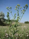 Senecio jacobaea