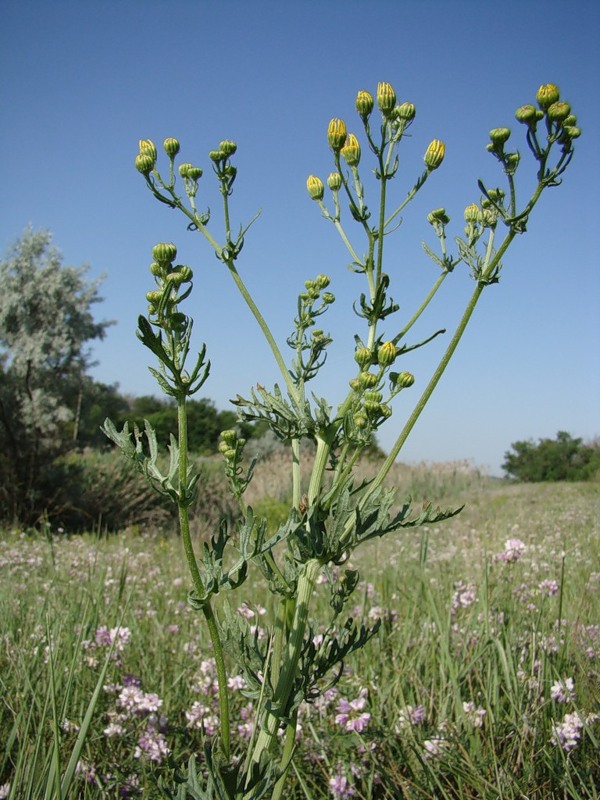 Изображение особи Senecio jacobaea.