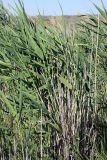Phragmites altissimus. Молодые побеги. Южный Казахстан, восточная граница пустыни Кызылкум. 06.05.2013.