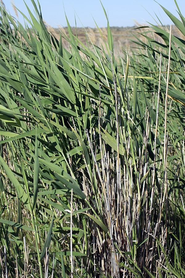 Изображение особи Phragmites altissimus.