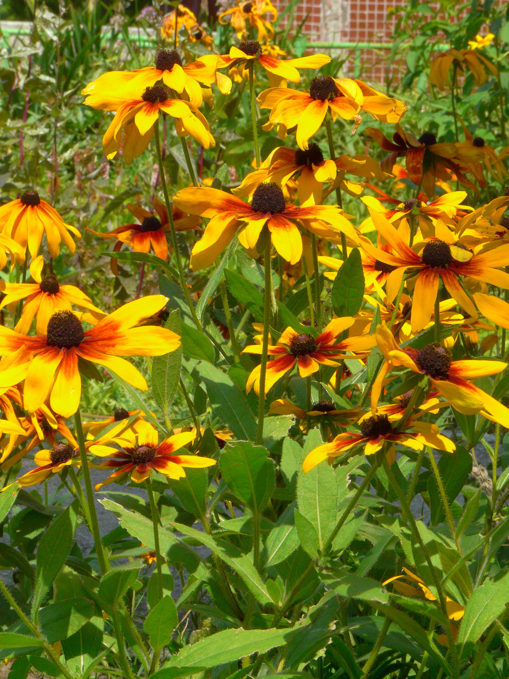 Image of Rudbeckia hirta specimen.