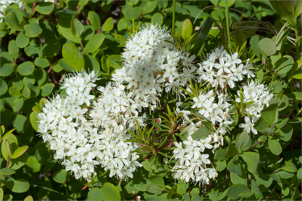 Image of Ledum palustre specimen.