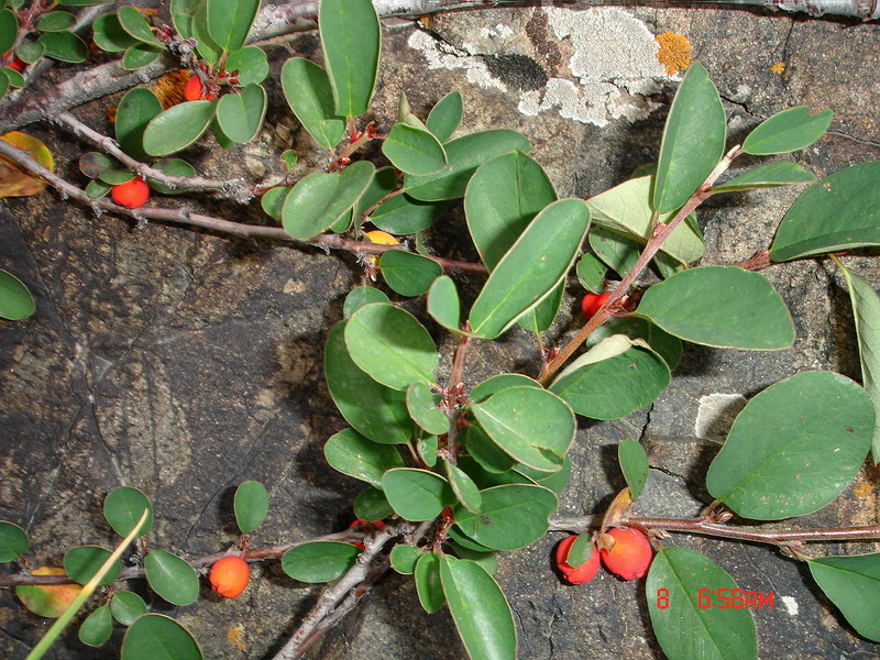 Image of Cotoneaster uniflorus specimen.