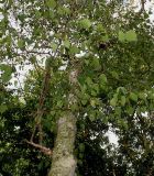 Betula albosinensis